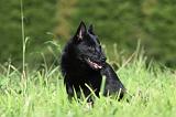 SCHIPPERKE 673